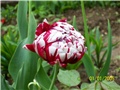 Tulipani